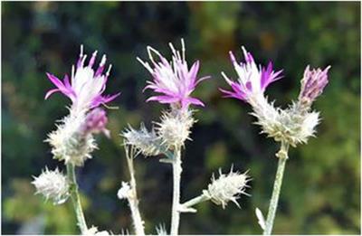 An Ethnobotanical Study of Medicinal Plants in Mersin (Turkey)